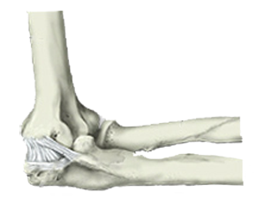 Orthopedic Services | Elbow Pain | F. John Hajaliloo, MD | Orthopedic